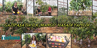 Gazipaşa’da ilk ‘mango’ hasadı yapıldı