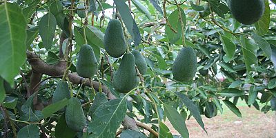 Gazipaşa’dan ilk avokado ihracatı 