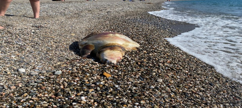 Caretta caretta ölüsü Selinus sahil'ine vurdu