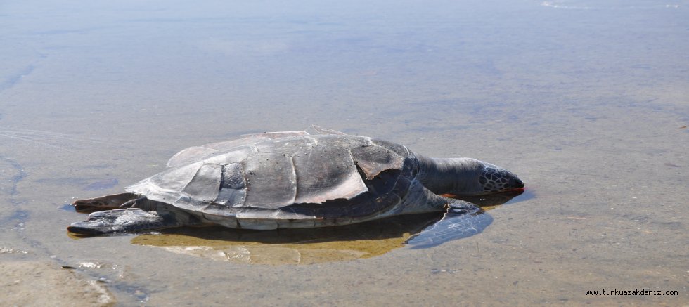 Gazipaşa'da Caretta caretta ölüsü sahile vurdu