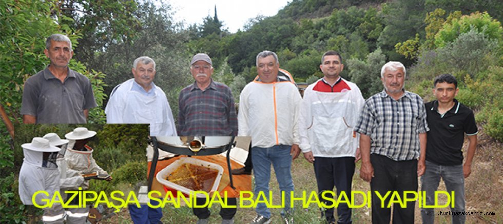 GAZİPAŞA’DA SANDAL BALI HASADI YAPILDI