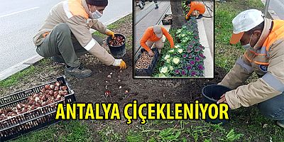 Antalya Büyükşehir Belediyesi çiçek ekimi