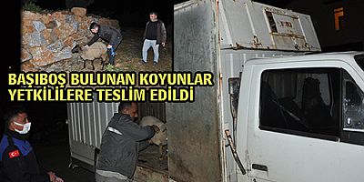 BAŞIBOŞ KOYUNLAR YETKİLİLERE TESLİM EDİLDİ