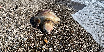Caretta caretta ölüsü Selinus sahil'ine vurdu