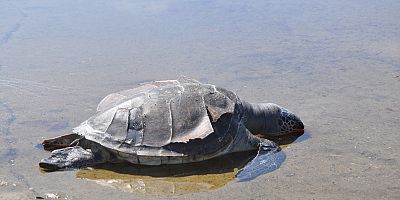 Gazipaşa'da Caretta caretta ölüsü sahile vurdu