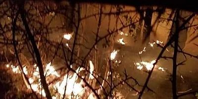 Gazipaşa’da çıkan orman yangınında 10 dekar kızılçam yandı