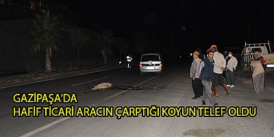 GAZİPAŞA’DA HAFİF TİCARİ ARACIN ÇARPTIĞI KOYUN TELEF OLDU