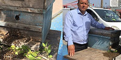 Gazipaşa’da oğul salan arı kolonisi şehre indi
