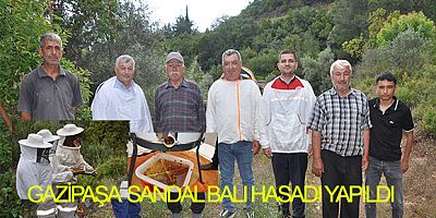 GAZİPAŞA’DA SANDAL BALI HASADI YAPILDI