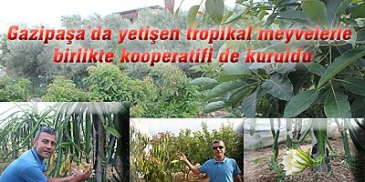 Gazipaşa’da yetişen tropikal meyvelerle birlikte kooperatifi de kuruldu