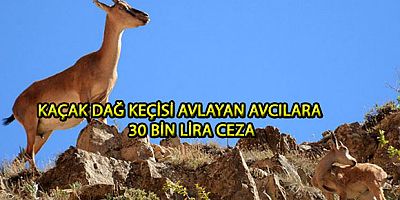 KAÇAK DAĞ KEÇİSİ AVLAYAN AVCILARA 30 BİN LİRA CEZA