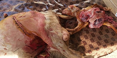 ‘Schistosoma Reflexum’ hastalıklı oğlak doğdu